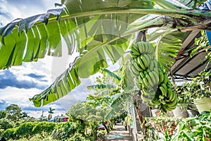 Banana tree with bunch of growing green bananas in village