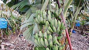 Banana tree with bunch of growing ripe bananas