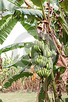Banana tree with bunch of growing ripe green bananas tropical rain forest the garden in Thailand.