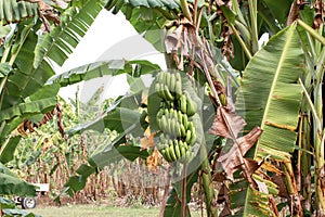 Banana tree with bunch of growing ripe green bananas tropical rain forest the garden in Thailand.