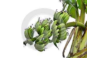 Banana tree with bunch of growing ripe yellow and green bananas, plantation rain-forest background, isolated on white