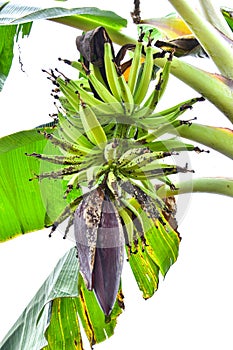 Banana tree with bunch of growing ripe yellow and green bananas, plantation rain-forest background, isolated on white