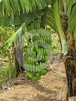 Banana tree and bunch Musa paradisiaca photo