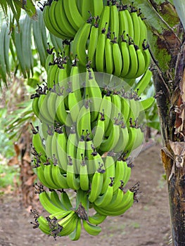 Banana tree and bunch Musa paradisiaca photo