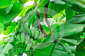 Banana tree with bunch of raw green bananas and banana green leaves. Cultivated banana plantation. Tropic fruit farm. Herbal