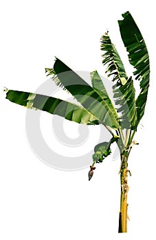 Banana tree