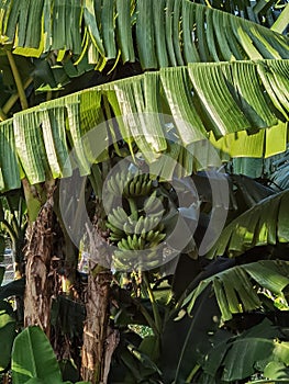 Banana Tree Chinese Herbs Park Ecological Trail Garden of Medicinal and Aromatic Plants and South China Medicinal Plants Garden