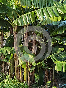 Banana Tree Chinese Herbs Park Ecological Trail Garden of Medicinal and Aromatic Plants and South China Medicinal Plants Garden