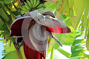 Banana Tree photo