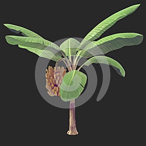 Banana Tree 08