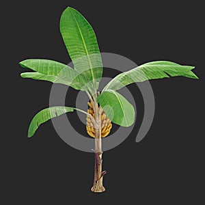 Banana Tree 01