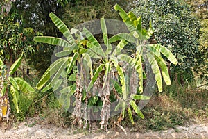 Banana tree detail tree nature art