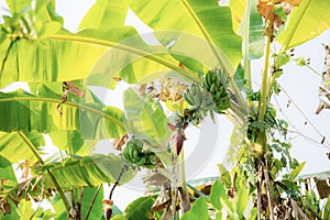 Banana on tree in farm