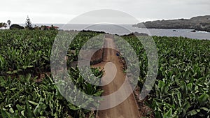 Banana tree field production drone view and the atlantic ocean in canary island on a cloudy sky.