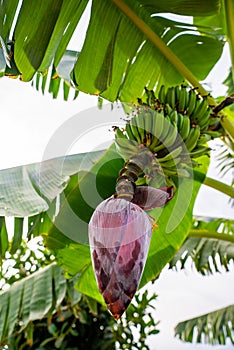 A banana tree flower