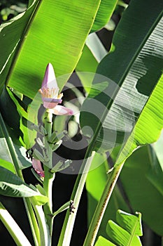Banana tree flower fruit details, Musa sapientum, South asian species, Introduced ornamental species photo