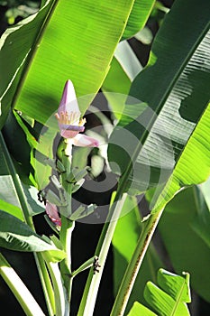 Banana tree flower fruit details, Musa sapientum, South asian species, Introduced ornamental species photo