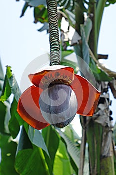 Banana tree with flower