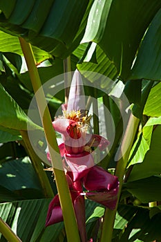 Banana tree with flower in sunshine