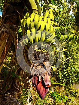 Banana Tree Flower Tropical Fruit