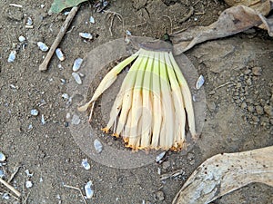 Banana tree flowers are yellowish white on the ground