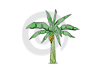 Banana tree in fresh and fruity blossom and ready to harvest