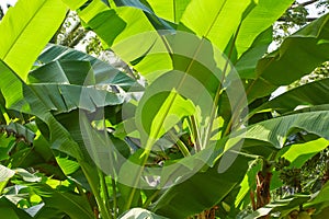 Banana tree, fresh green leaves texture background in sunlight