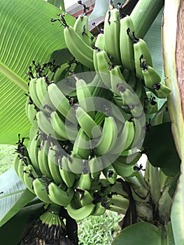 Banana Tree And Fruit