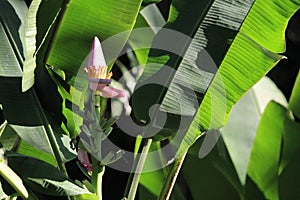 Banana tree fruit details, Musa sapientum, South asian species, Introduced ornamental species photo