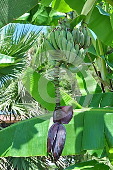 Banana tree fruit 2