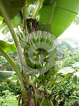 Big green Banana fruits an the tree