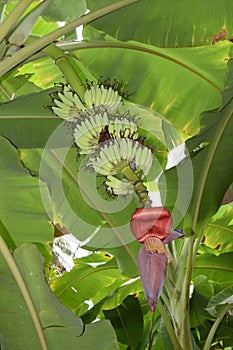 Banana Tree With Fruits and Flower