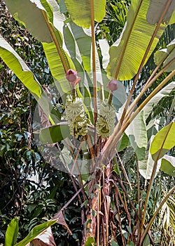 Banana tree with fruits and flowers