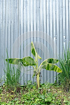 Banana tree with galvanised iron wall photo