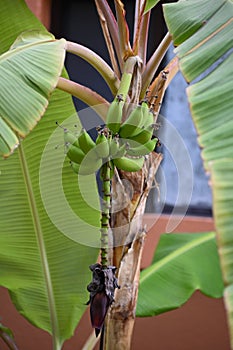 A banana tree with green banana branches, Mexic, Los Cabos