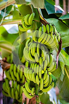 Banana on tree