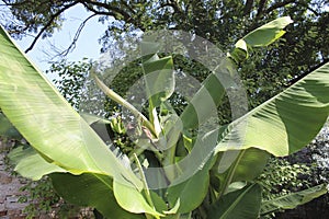 a banana tree with green bananas