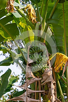 Banana tree with green clusters at Mr. Kiet Historic House, Cai Be, Vietnam