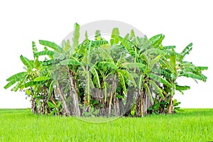 Banana tree green grass isolated on white