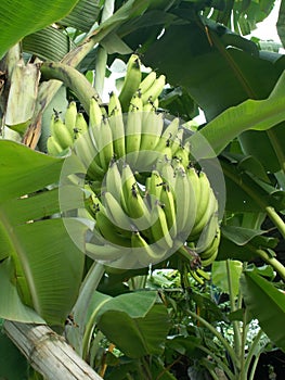 Banana tree - 4