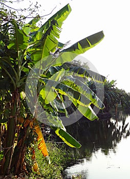 Banana tree grow near riverbank in countryside