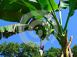 Banana tree growing in Himalayan jungle. Trekking route to Annapurna - Nepal. Himalaya.