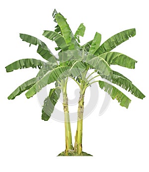 Banana tree isolated on white background