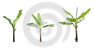 Banana tree isolated on white background.