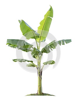 Banana tree isolated on white background