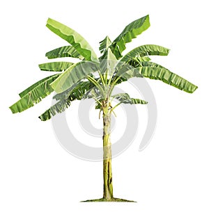 Banana tree isolated on white background