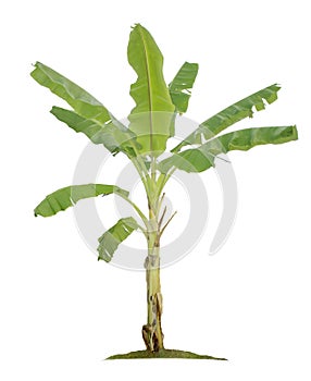 Banana tree isolated on white background