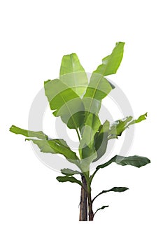 Banana tree isolated on white background.