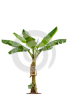 Banana tree isolated on white background