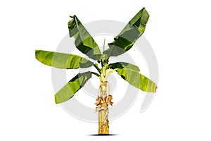 Banana tree isolated on white background